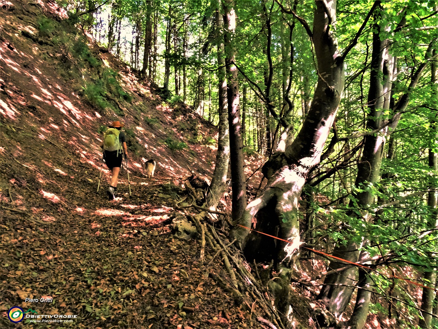 14 Nel bosco di prevalente faggeta.JPG